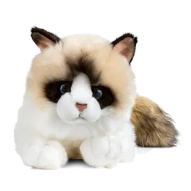RAGDOLL CAT